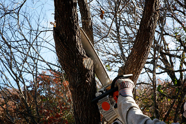 Best Leaf Removal  in Keyes, CA